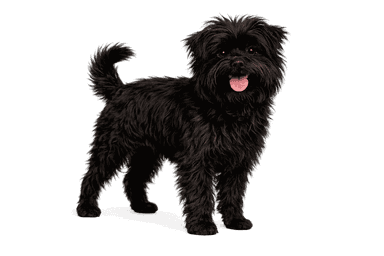 Affenpinscher