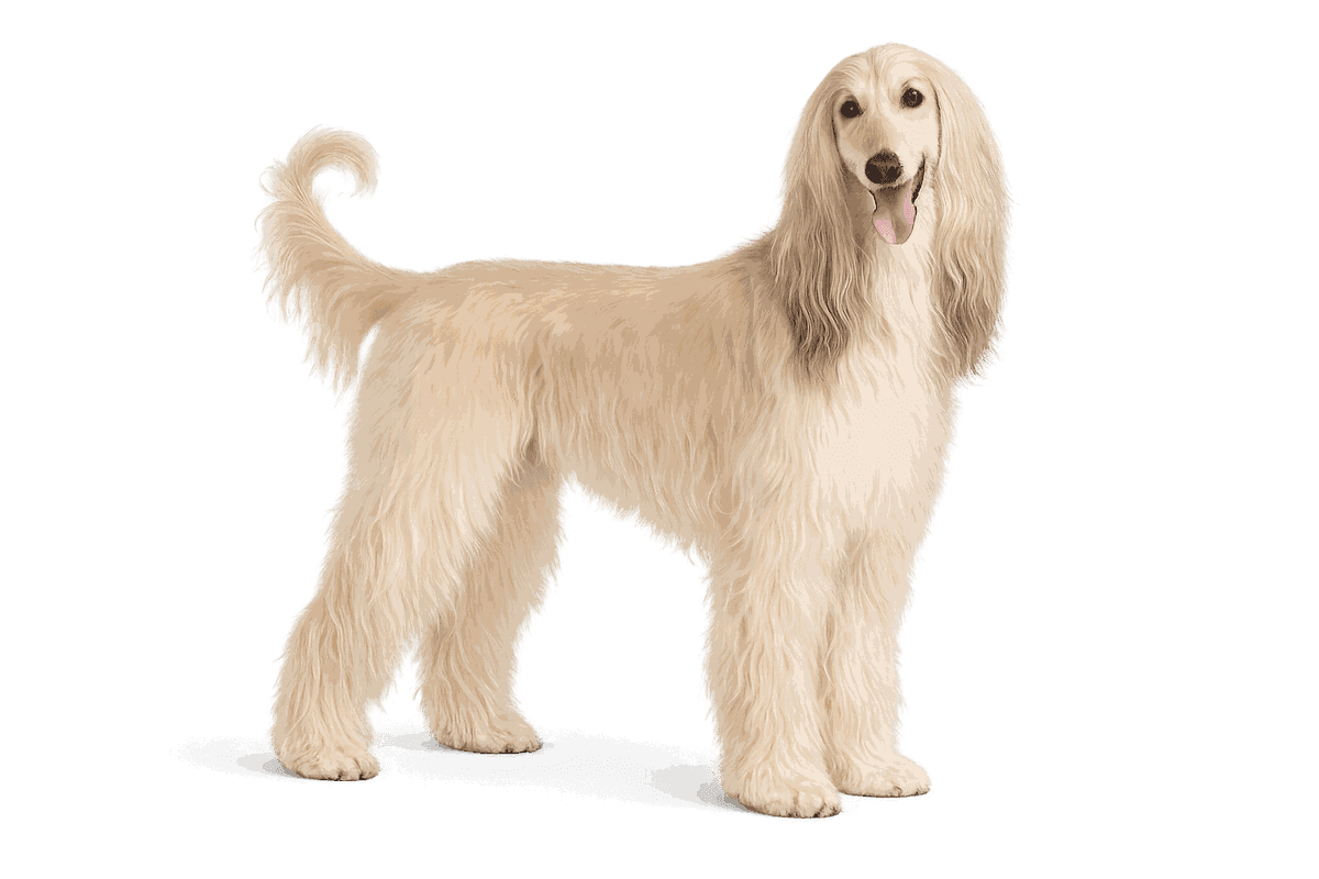 Afghan Hound