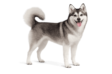 Alaskan Klee Kai
