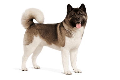 American Akita