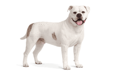 American Bulldog