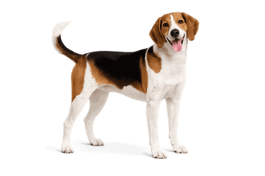 American Foxhound