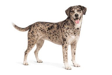 American Leopard Hound
