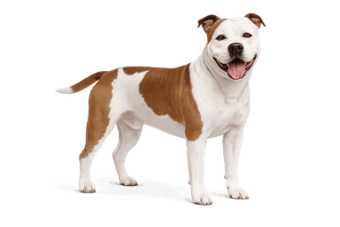 American Staffordshire Terrier
