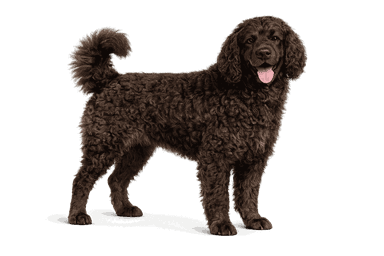 American Water Spaniel