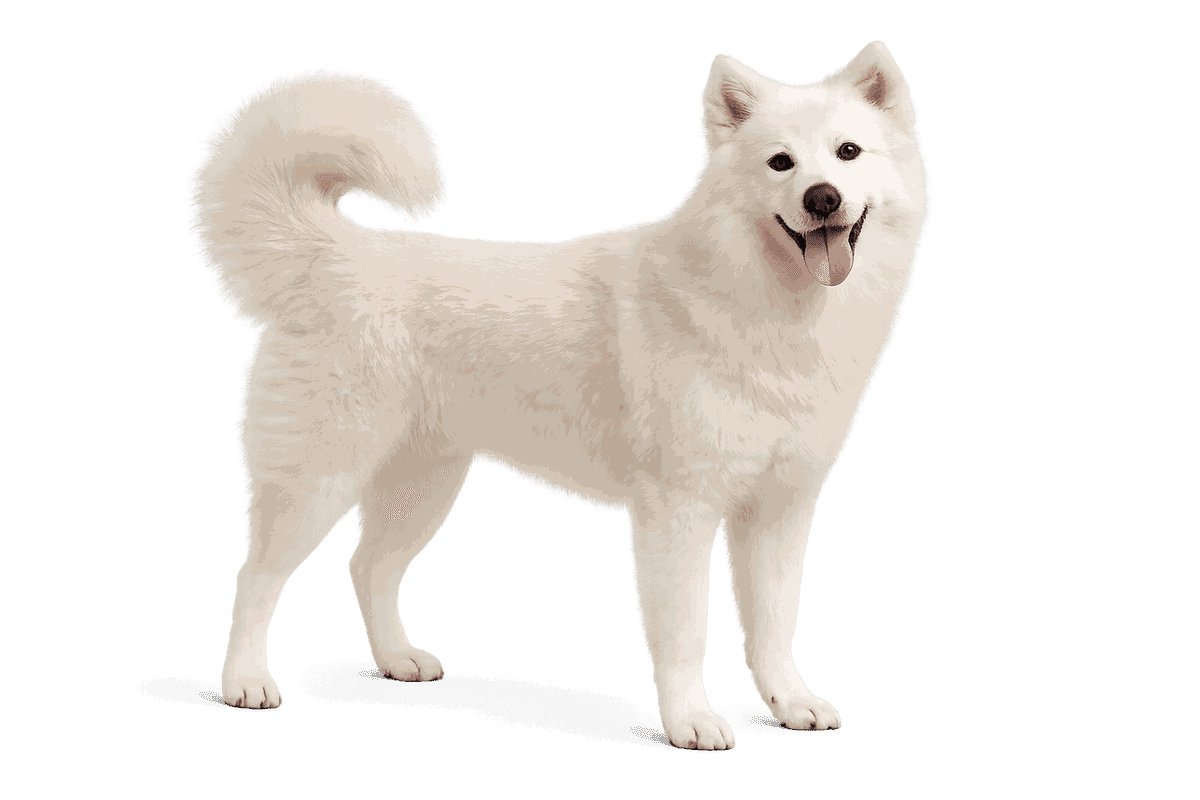 Anjing Kintamani-Bali