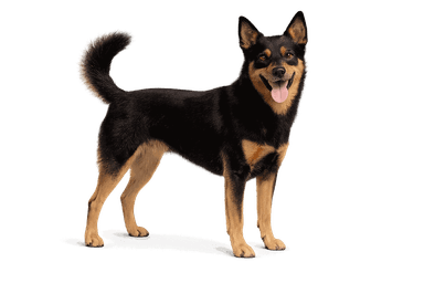 Australian Kelpie