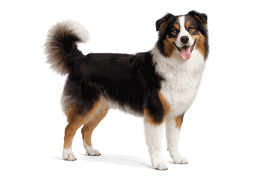 Australian Shepherd