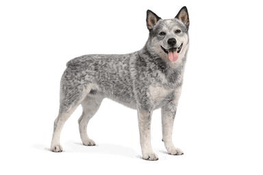 Australian Stumpy Tail Cattle