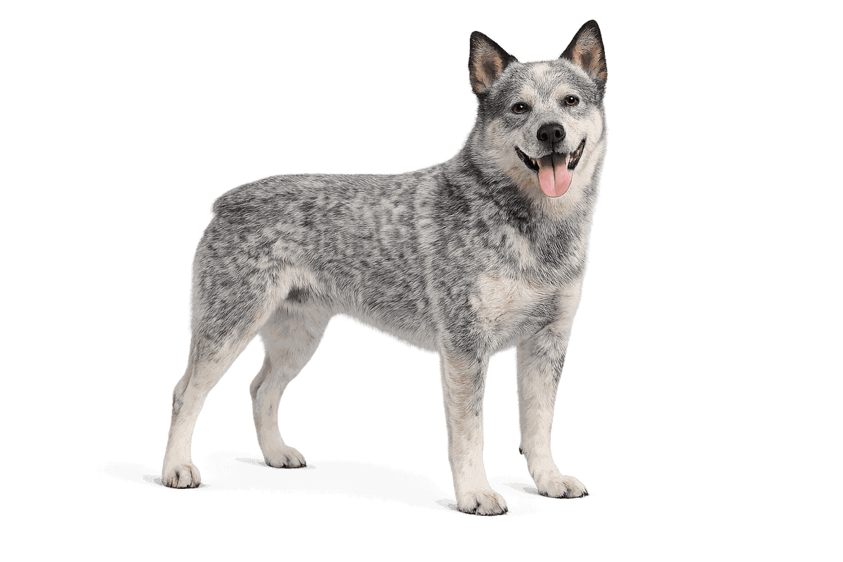 Australian Stumpy Tail Cattle