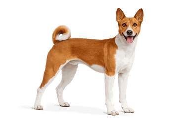 Basenji