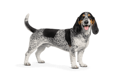 Basset Bleu de Gascogne