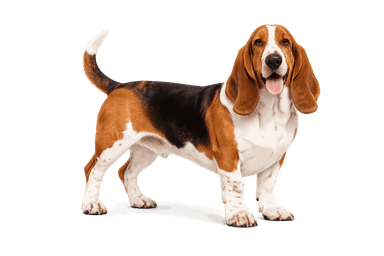 Basset Hound