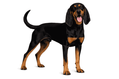 Black And Tan Coonhound