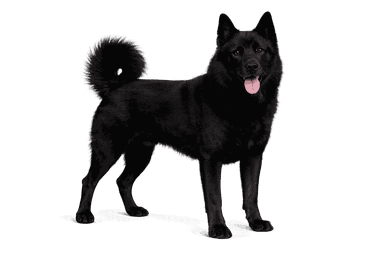 Black Norwegian Elkhound