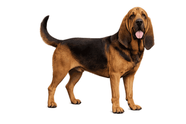 Bloodhound