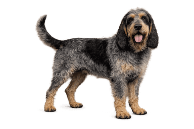 Blue Gascony Griffon