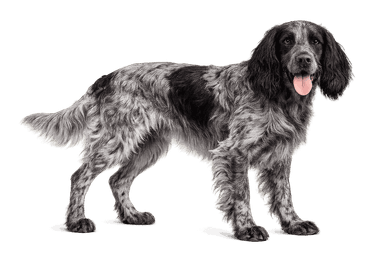 Blue Picardy Spaniel