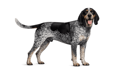 Bluetick Coonhound