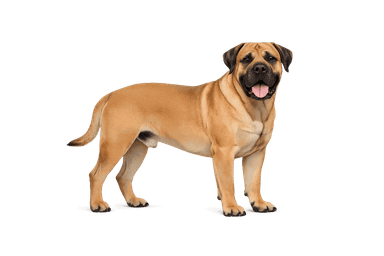 Boerboel