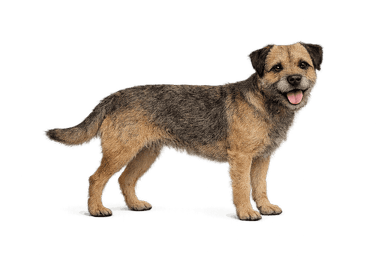Border Terrier