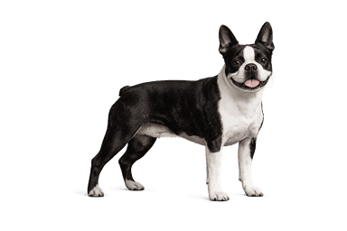 Boston Terrier