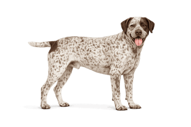 Bourbonnais Pointing