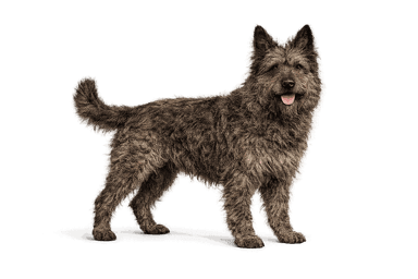 Bouvier des Ardennes