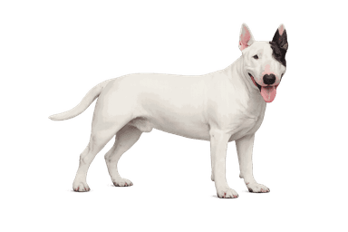 Bull Terrier