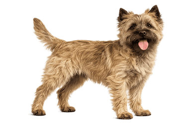 Cairn Terrier