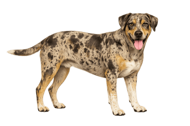 Catahoula Leopard