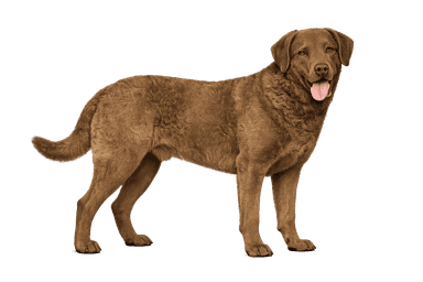 Chesapeake Bay Retriever