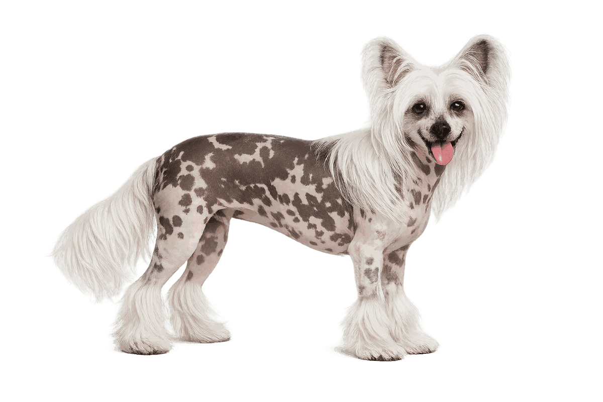 Chinese Crested