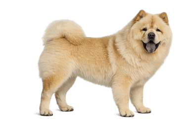 Chow Chow
