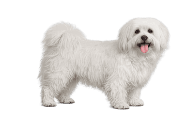 Coton de Tulear