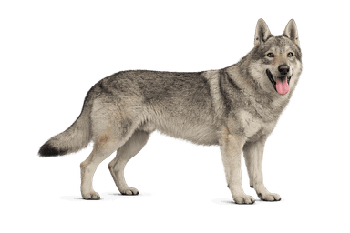 Czechoslovakian Vlciak