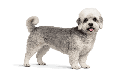 Dandie Dinmont Terrier