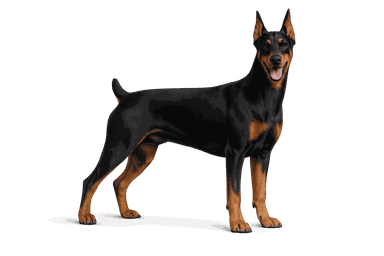 Doberman Pinscher
