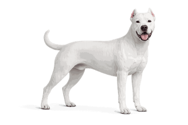 Dogo Argentino