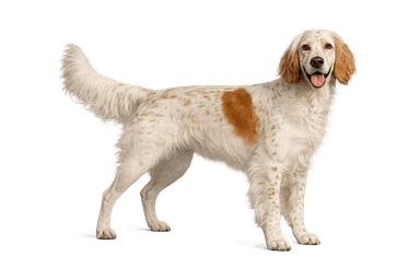English Setter