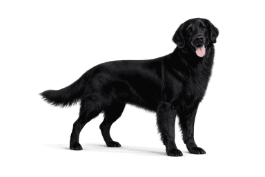 Flat Coated Retriever