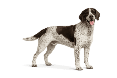 French Pointing Dog (Gascony)