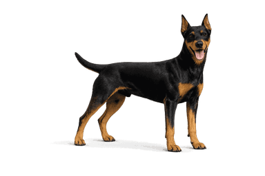 German Pinscher