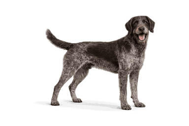 German Roughhaired Pointer