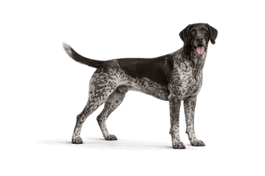 German Shorthaired Pointer