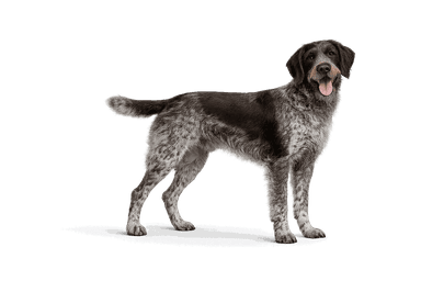 German Wirehaired Pointer