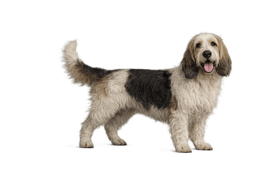 Grand Basset Griffon Vendeen