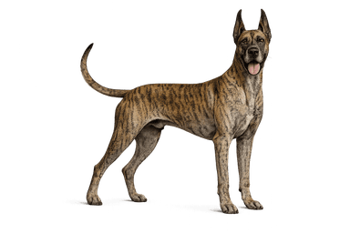 Great Dane