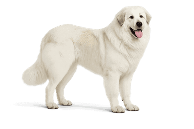 Great Pyrenees