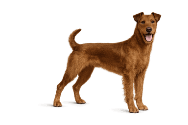 Irish Terrier